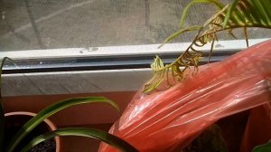 Цикас(комнатная пальма)-желтеют и высыхают литья.Вредители.Cicas-the leaves turn yellow and dry out