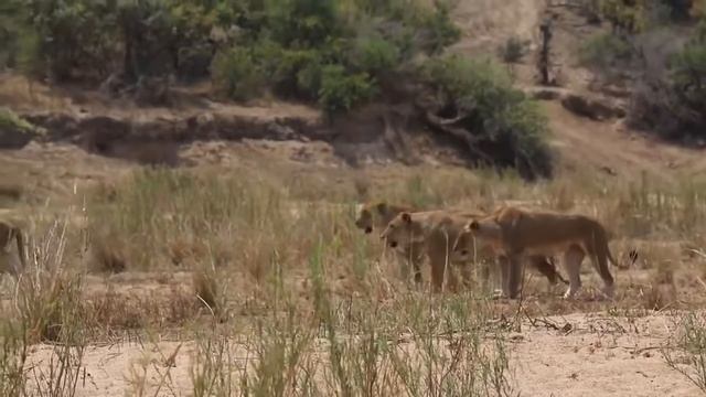 Лев и буйвол. Львы в природе. Атака львинного прайда. Буйвол и лев. Лев нападает. смотреть онлайн