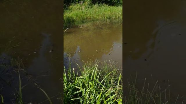 отдых от металлокопа,на рыбалке ,природа,красота! смотреть онлайн