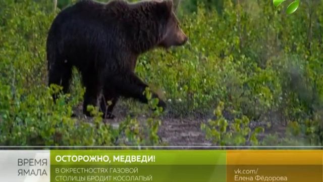 Встреча с медведем в Новом Уренгое. Рассказывают очевидцы