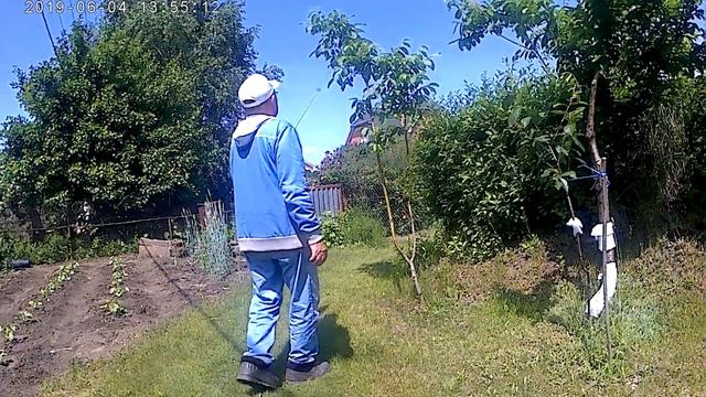 Грецкий орех плодит в Поволжье смотреть онлайн