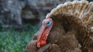 Крик индюка, звук индюка, голос индюка