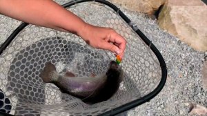 Бешеный клёв форели на блёсны DOHNA, MIU, ROONEY!!!