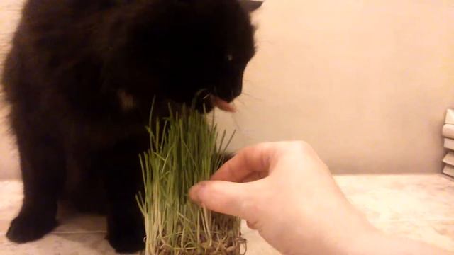 Трава как один из способов почистить кошачий желудок от комочков шерсти смотреть онлайн