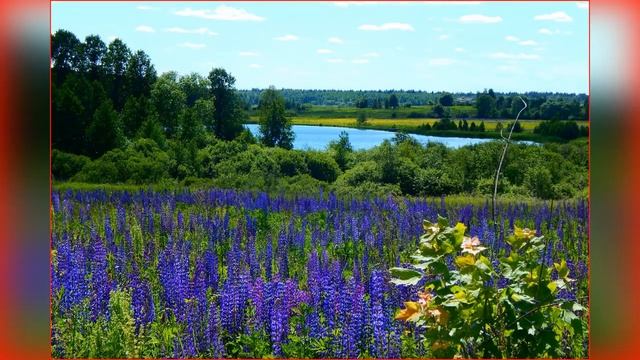 Природа Беларуси с разнообразием густых лесов и лугов, голубых рек и озер, смотреть онлайн