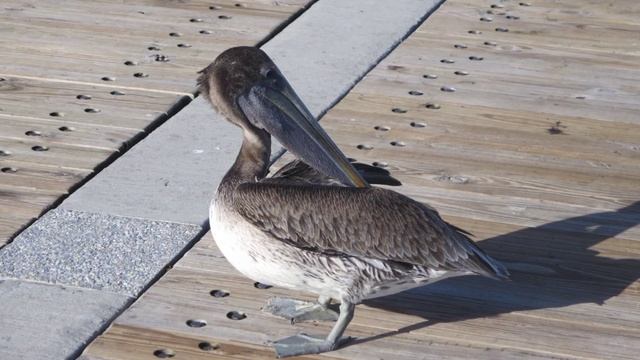 Pompano Beach Florida смотреть онлайн