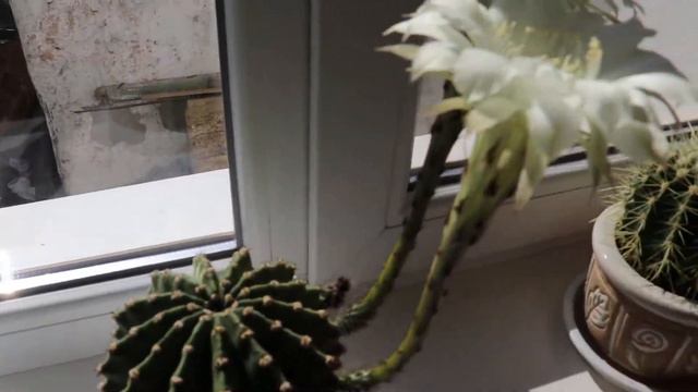 Друзья, у меня зацвёл кактус!!! Посмотрите какая прелесть))) смотреть онлайн