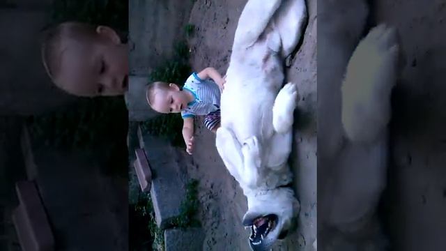 Дрессировка алабая смотреть онлайн