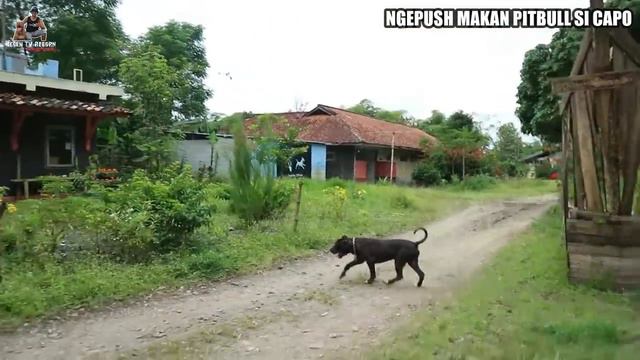 MENU MAKAN PITBULL SI CAPO BIAR JADI PITBULL XXL смотреть онлайн