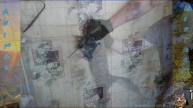 Кот просидел в вентиляции 4 дня смотреть онлайн