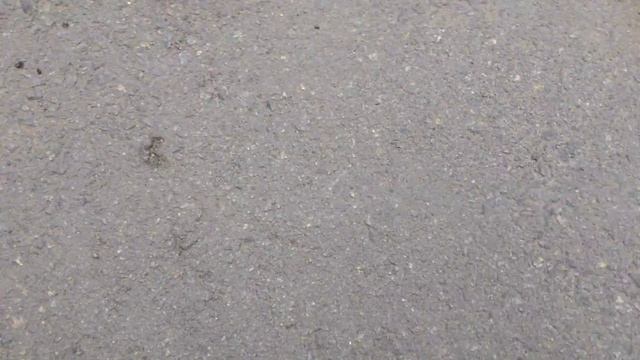 мышь тупит от отравы в Челябинск смотреть онлайн