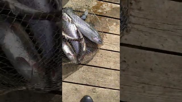 13.04.2021 Открытие сезона по ловле форели в Д.Соколово. КРХ Соколиное гнездо. смотреть онлайн