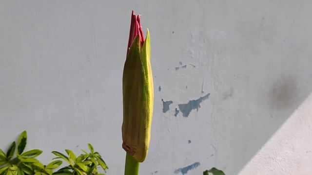 "Queen Emma" Crinum Lily। A Beautiful Big Scented Flower. смотреть онлайн