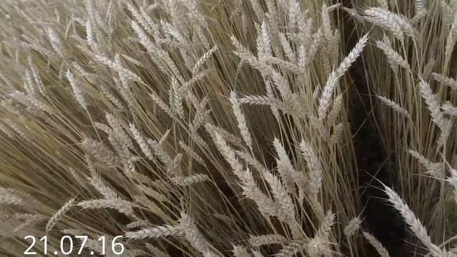 Тризо. Высокоурожайный сорт яровой пшеницы, от всходов до уборки. (эпизоды одного поля) 2016 год. смотреть онлайн