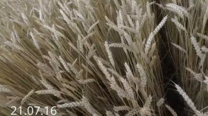 Тризо. Высокоурожайный сорт яровой пшеницы, от всходов до уборки.  (эпизоды одного поля) 2016 год.