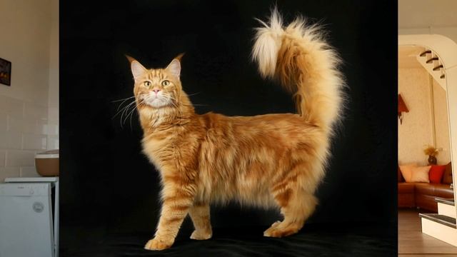 Стандарт породы мейн-кун / как определить чистокровного? описание породы.