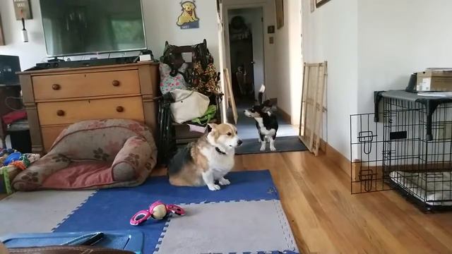 Lulah Annoying Pippin