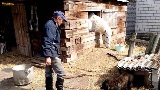 Конь в хозяйстве - исчезающая реальность смотреть онлайн