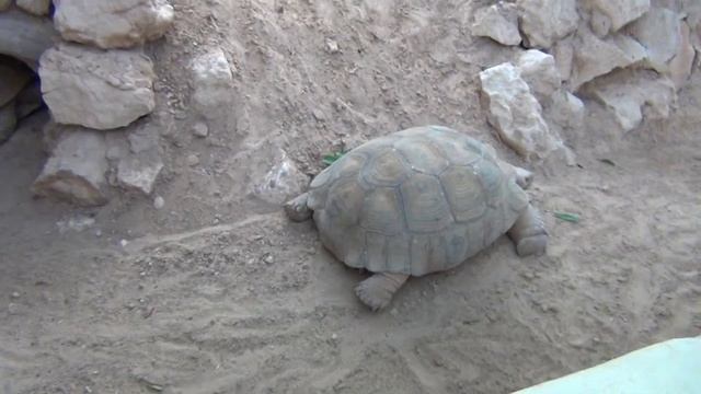 Крокодиловая ферма (крокодилы, черепахи и ягуаны) смотреть онлайн