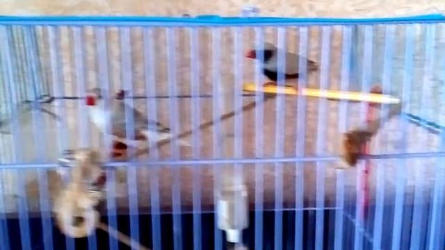 Птички - Амадинки смотреть онлайн