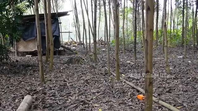 Build a Fuel Efficient Wood Stove. Take care Pigs. Amy Green forest life farm смотреть онлайн