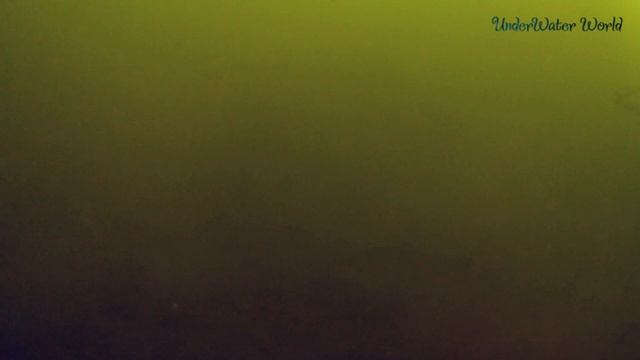 Реакция рыбы на прикормку ALLVEGA "Formula Зимняя" Плотва. Подводная съёмка. Любопытный окунь. смотреть онлайн