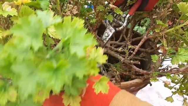 La poda del pelargonium grandiflorum y su reproducción por esqueje смотреть онлайн