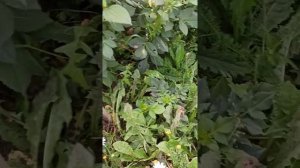 георгины с названиями сортов