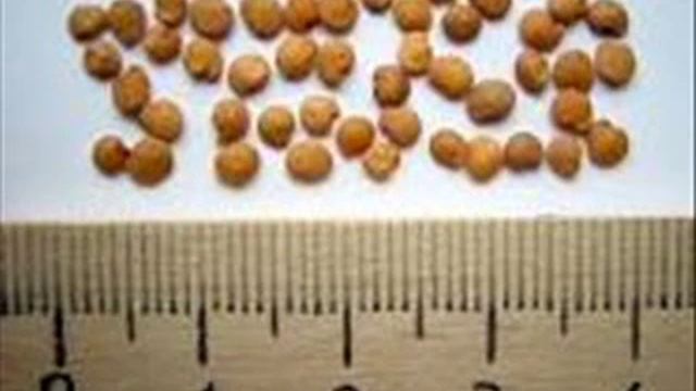 Сколько лет могут храниться семена? смотреть онлайн