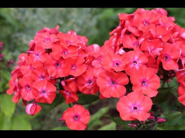 Флокс Спитфайр часть2 смотреть онлайн