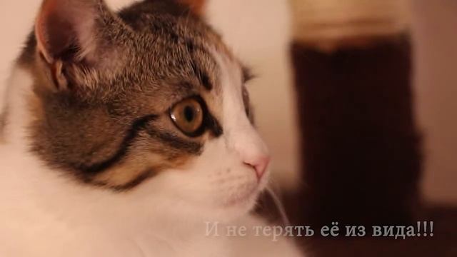 Пирог со сливами