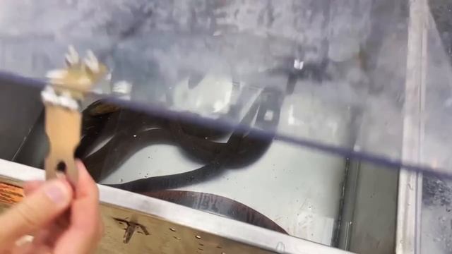 We Bought LIVE FISH and EELS From a Foreign Food Market... смотреть онлайн