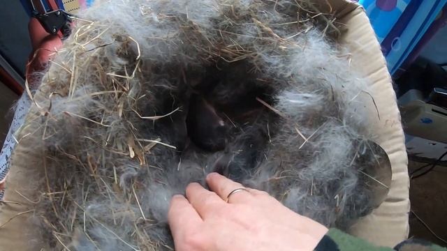 Кормление и уход за маленькими крольчатами. смотреть онлайн