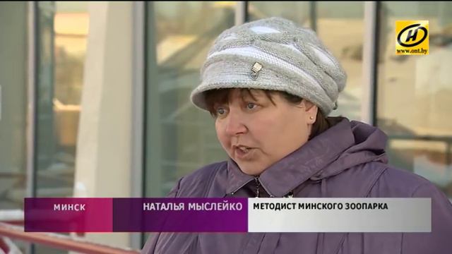 Белые львята появились в Минском зоопарке смотреть онлайн