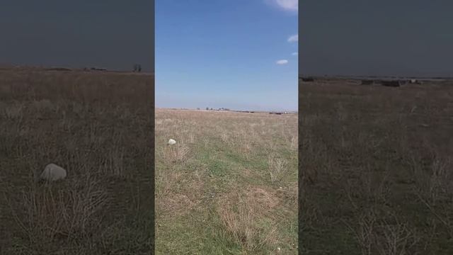 Собираем грибы Айша Биби 9 апреля 2018 г. смотреть онлайн
