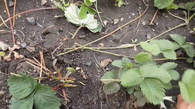 1 Раз посыпьте этим клубнику.