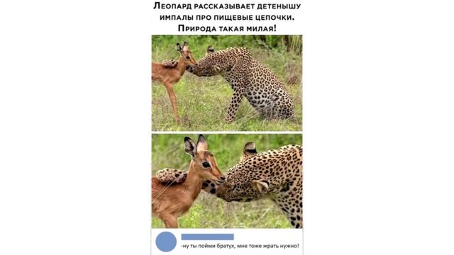 Тряпка VS Унитаз. Лютые мемы смотреть онлайн