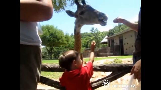 Кхао-Кхео Жирафы, Khao-Kheo zoo - giraffes смотреть онлайн