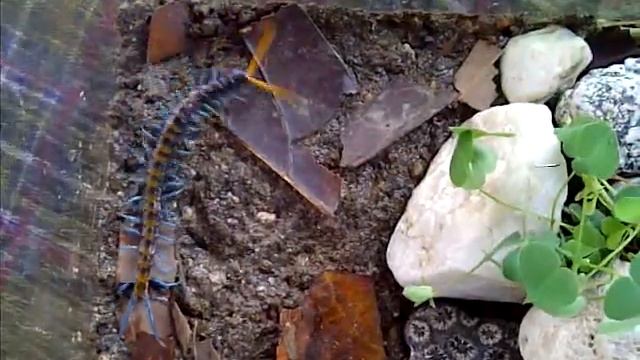 Scolopendra Paradoxa [Philippines] смотреть онлайн