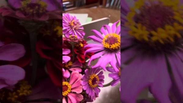 August Flowers, Mahogany Splendor hibiscus#garden #flower Zone7b