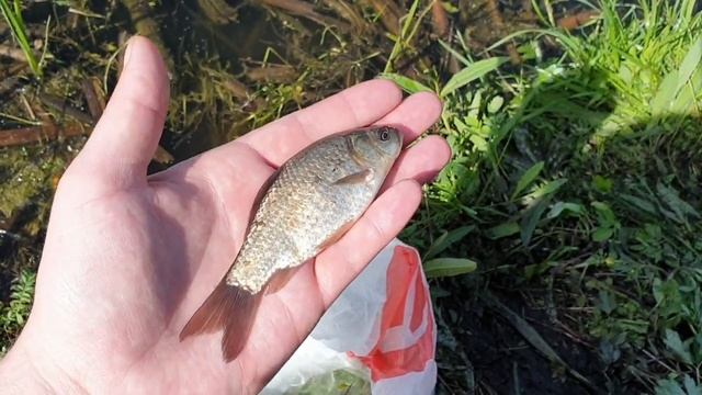 Совхоз Комсомолец рыбалка в канализационном пруду смотреть онлайн