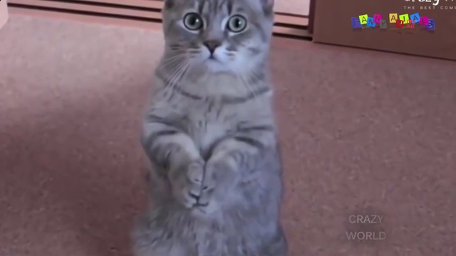 СМЕШНЫЕ КОТЫ С КОШКАМИ. ПРИКОЛЫ С КОТАМИ И КОШКАМИ #5 смотреть онлайн