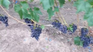 Виноград Атос 2022