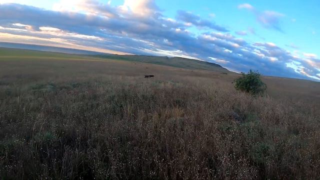 Охота на перепела в Крыму 2021 смотреть онлайн