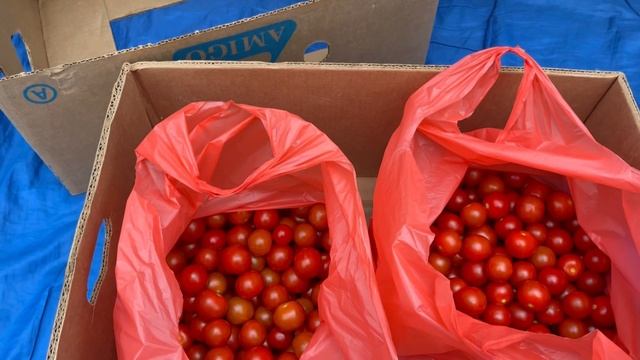 Сборы черри. Черри Сассари. Сколько стоит 1 кг огурца? смотреть онлайн