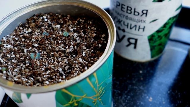 Умные растения, УРА! первый взошел эвкалипт смотреть онлайн
