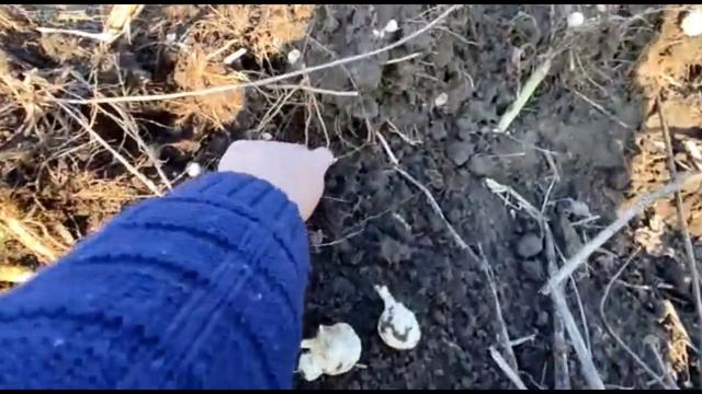 13/11/2021. Уборка топинамбура смотреть онлайн
