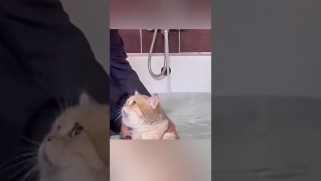 БЫСТРО КУПАТЬСЯ