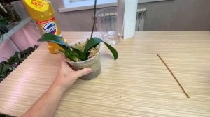 корни орхидеи Доместосом от гниения спустя 35 дней / ТРИХОДЕРМА для орхидей от плесени