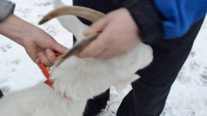 Удаление рогов взрослым козам